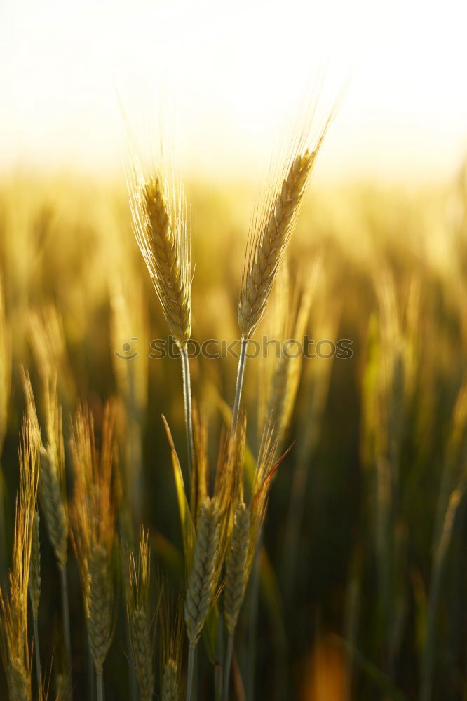 Similar – ein korn im kornfeld gelb