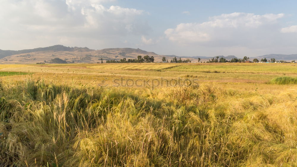 Similar – Image, Stock Photo Green Desert Environment