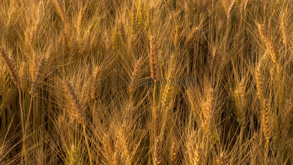 Similar – Cornfield 5 Landscape