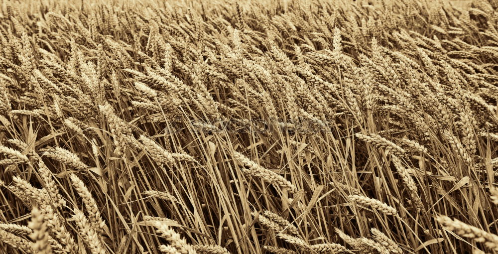 Similar – sea of wheat Wheat Summer