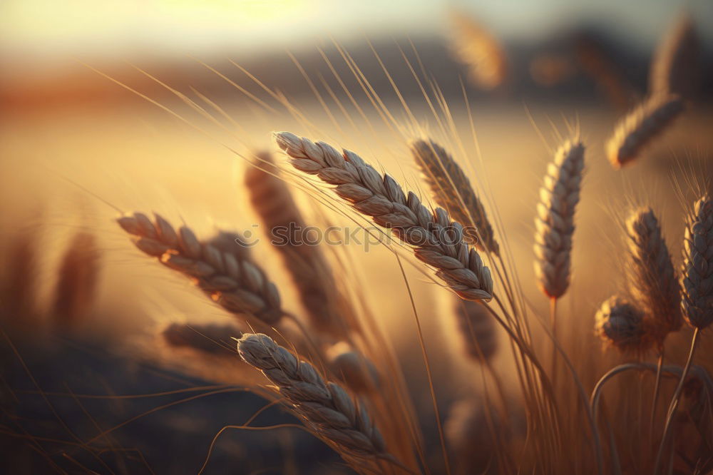 Similar – Fields of Gold Feld Ähren