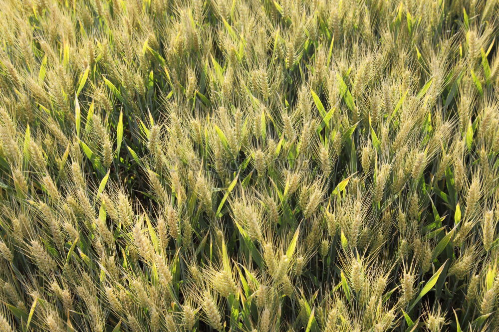 Similar – Image, Stock Photo In the barley field Nature