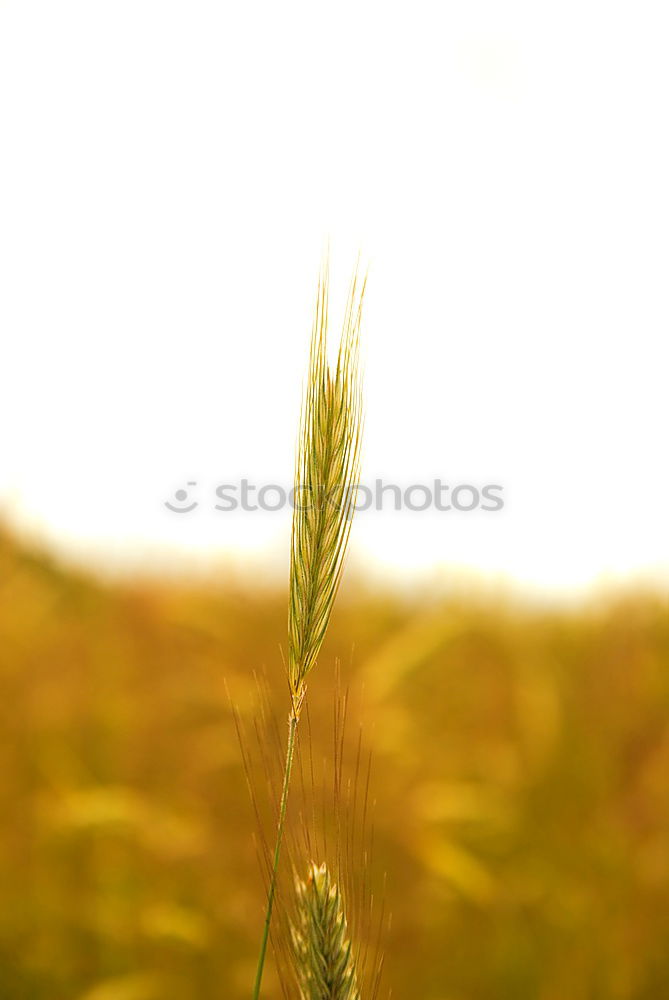 In Ähren Sommer