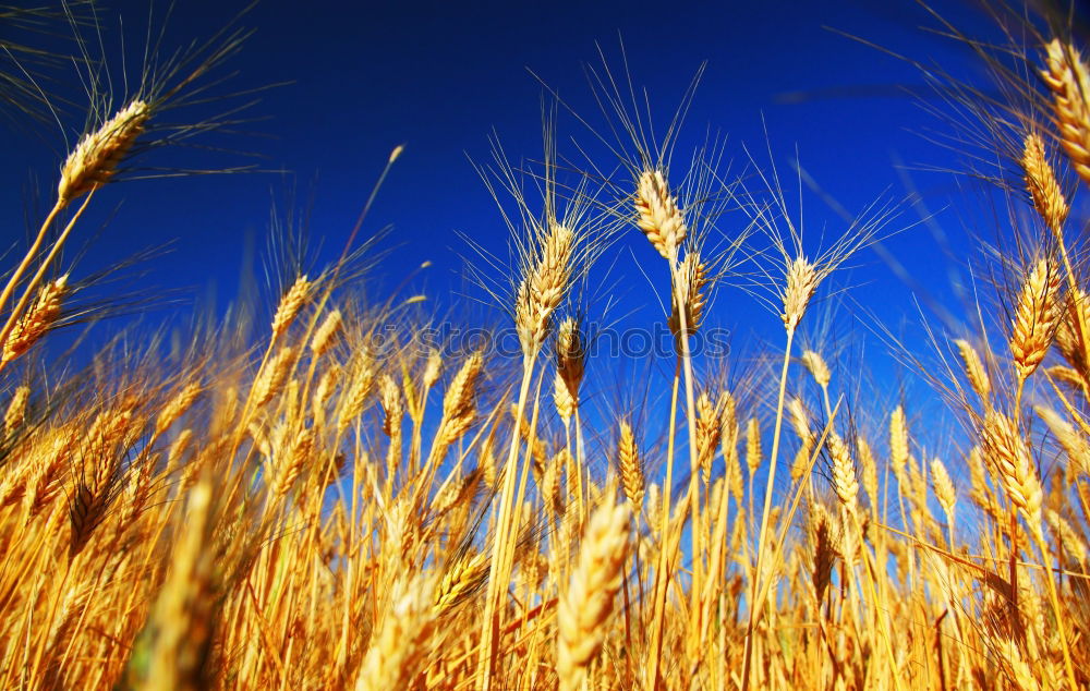 Similar – Foto Bild gewitterfeld Feld blau