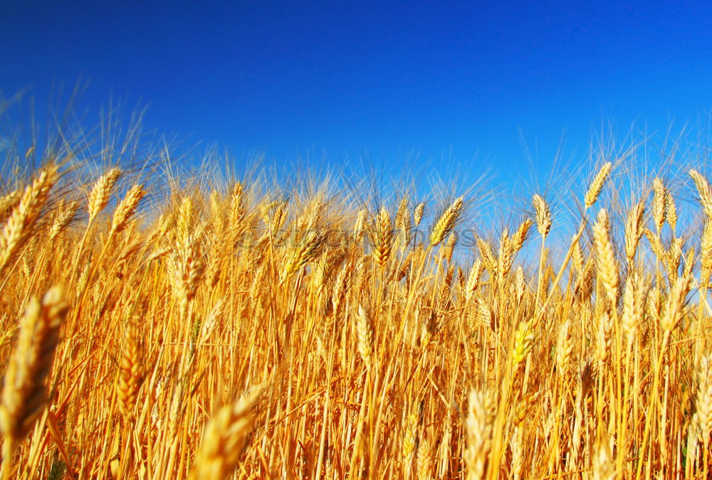 Similar – Foto Bild Kornhimmel Kornfeld Ähren