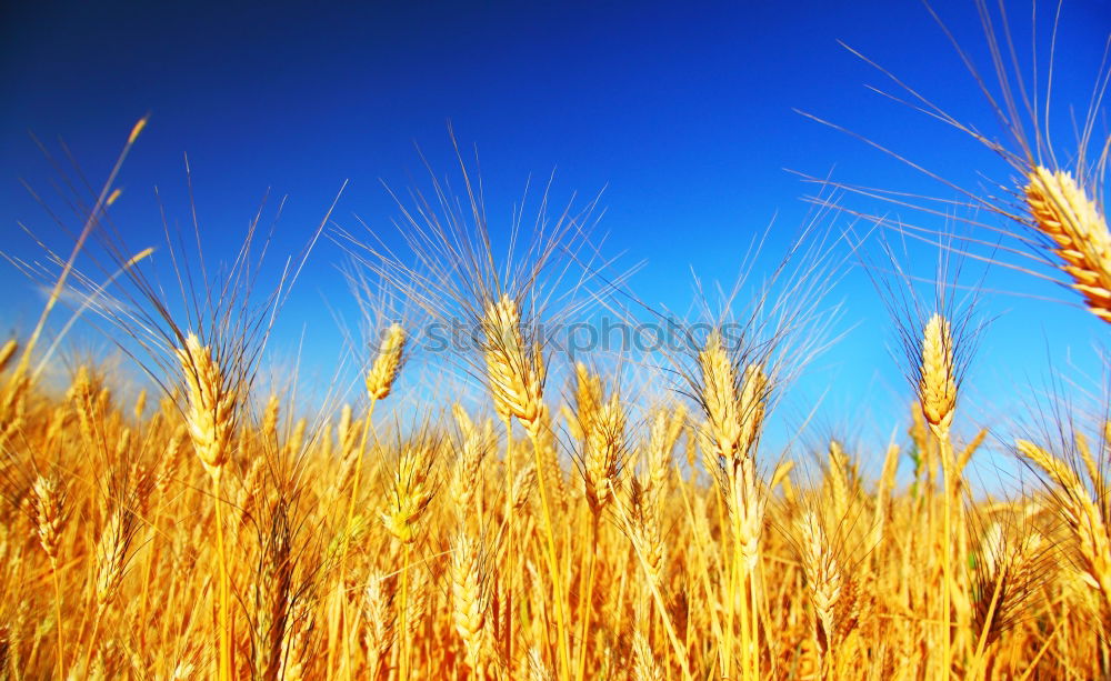 Foto Bild Kornhimmel Kornfeld Ähren