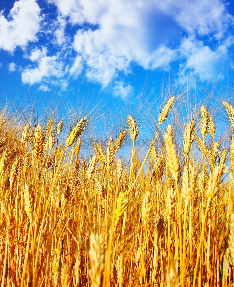 Similar – Foto Bild Kornhimmel Kornfeld Ähren