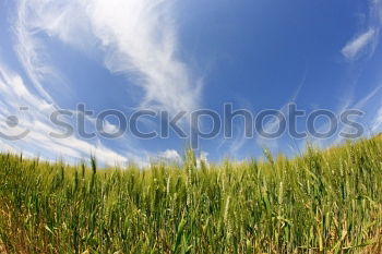 Similar – in the maize field Field