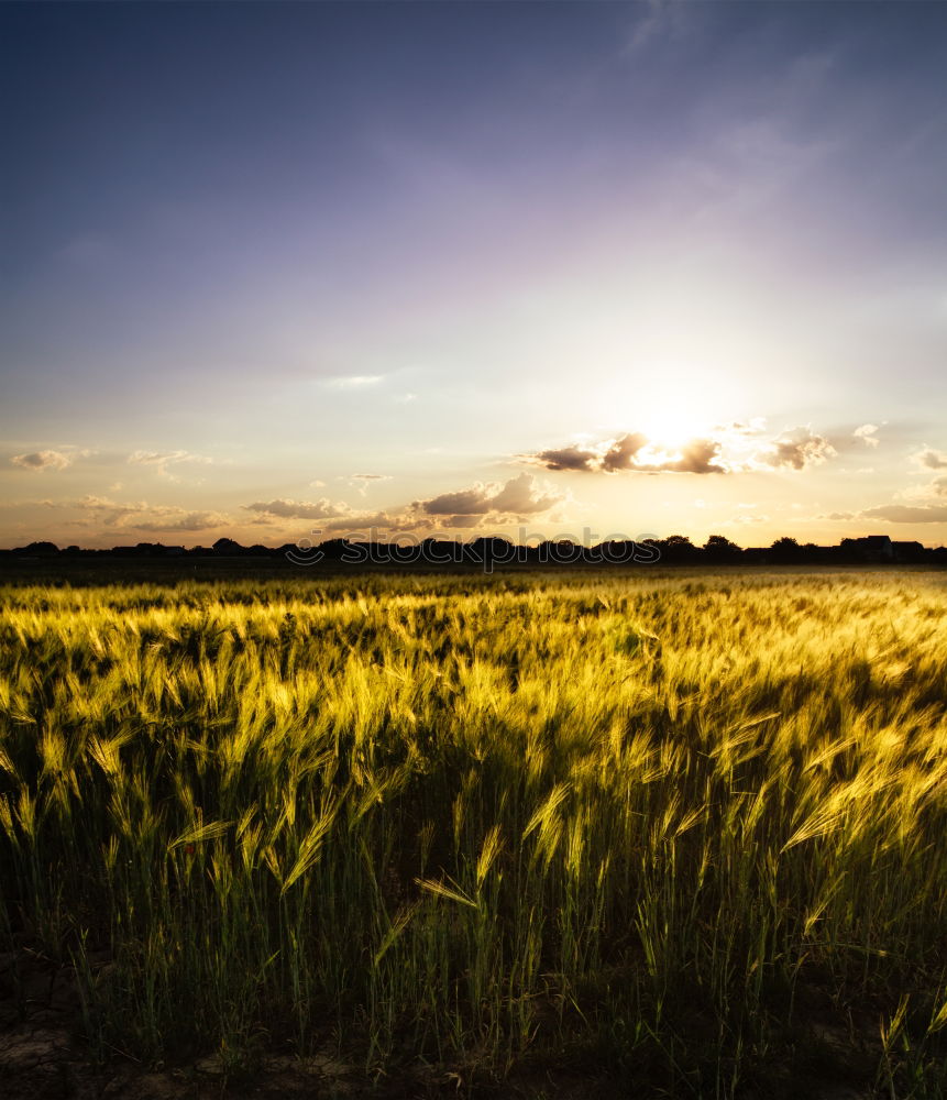 Similar – wheat Sun Sunrise Sunset