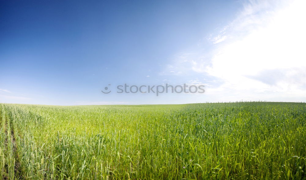 Similar – Image, Stock Photo wheat wind Wheat Field