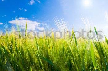 Similar – Foto Bild Wolken und Getreide Himmel