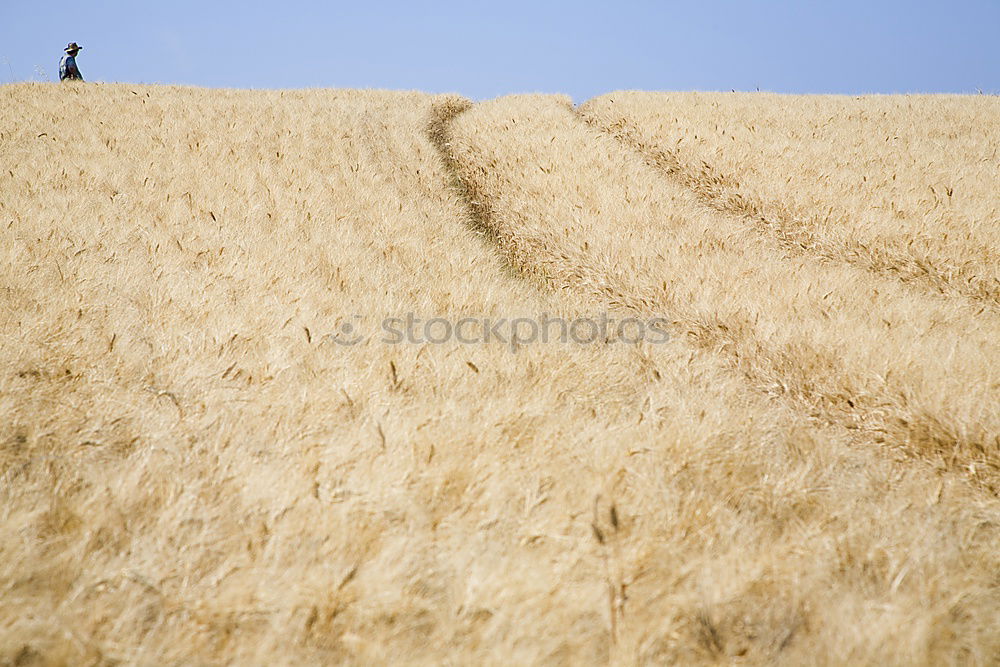 Similar – Foto Bild glücklich Feld Kornfeld