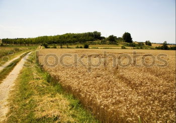 Similar – Image, Stock Photo mid summer Cornfield Field