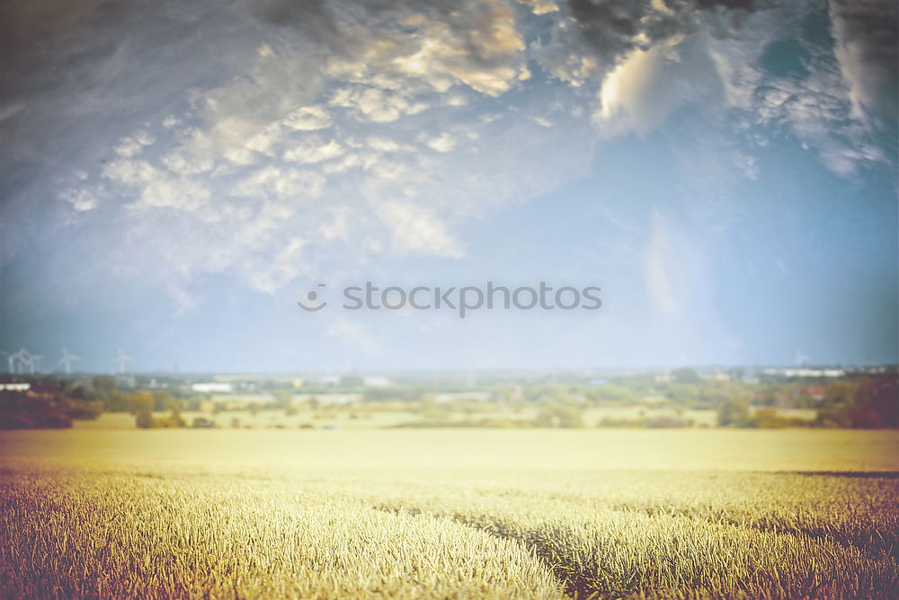 Similar – Foto Bild Sommer-Feld Getreide