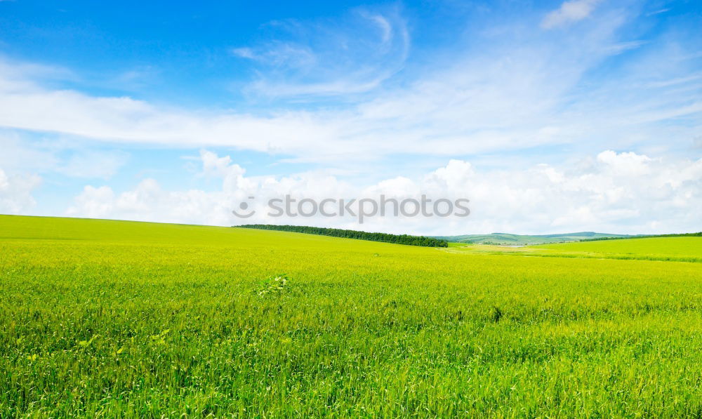 Similar – rapeseed body Canola field