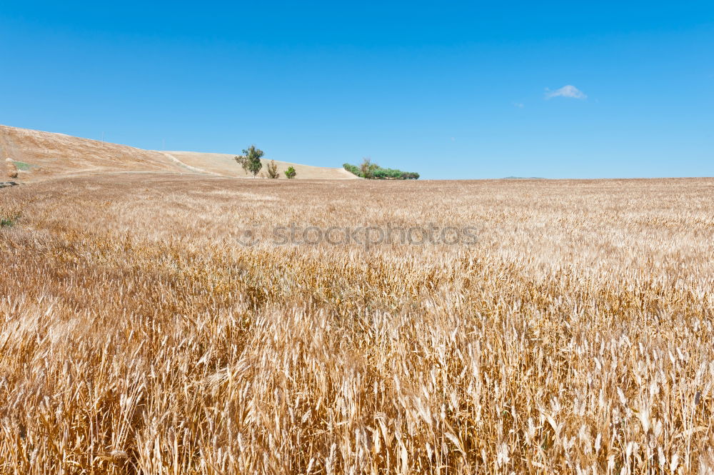 Similar – Foto Bild glücklich Feld Kornfeld