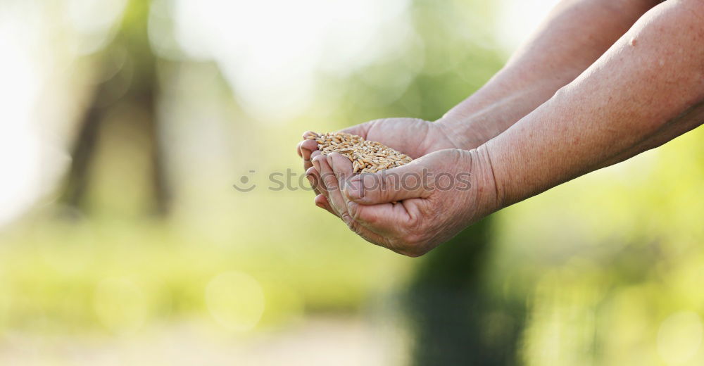 Similar – Image, Stock Photo Hazelnut II Life Parenting