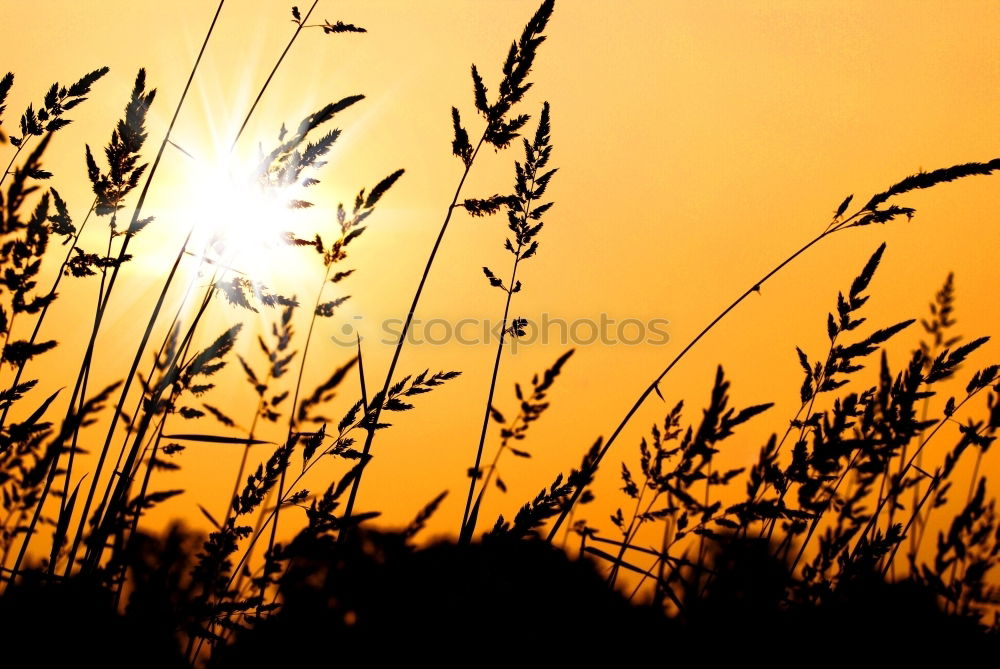 Similar – Fields of Gold Feld Ähren