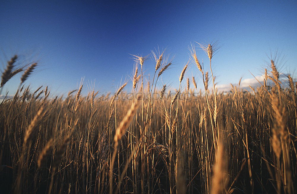 Similar – wheat field Wheatfield