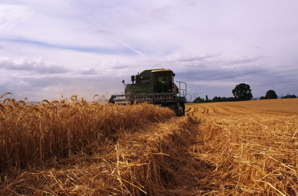 Similar – Image, Stock Photo bulldog Tractor