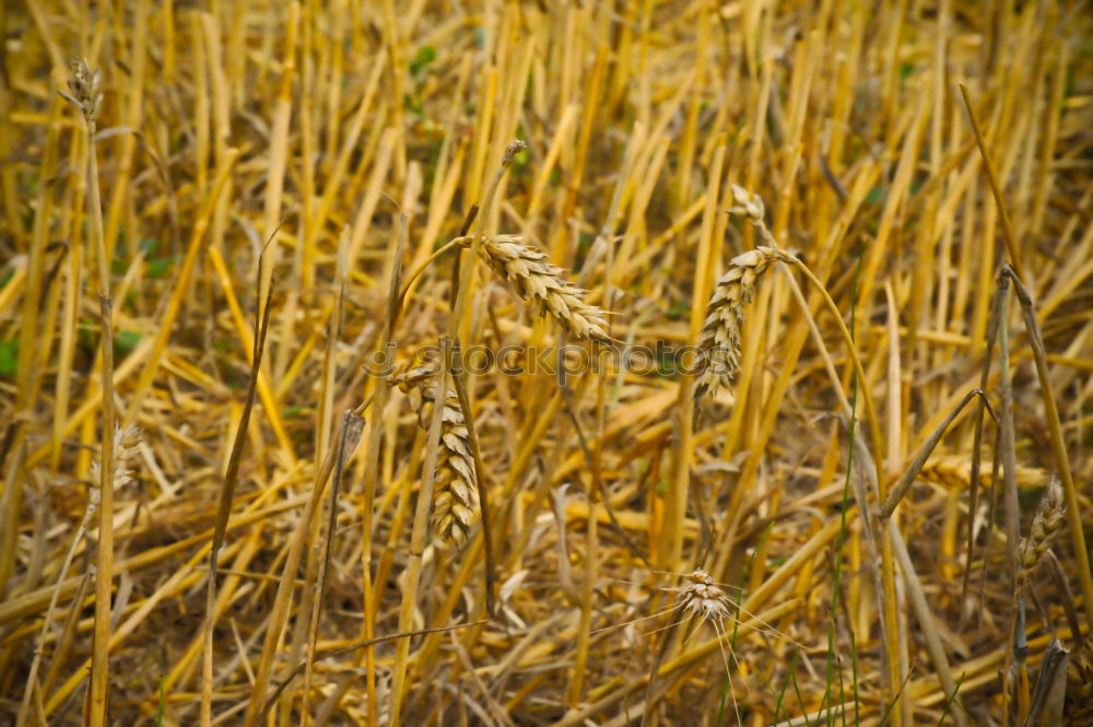 Similar – Image, Stock Photo spike Plant Summer Grass