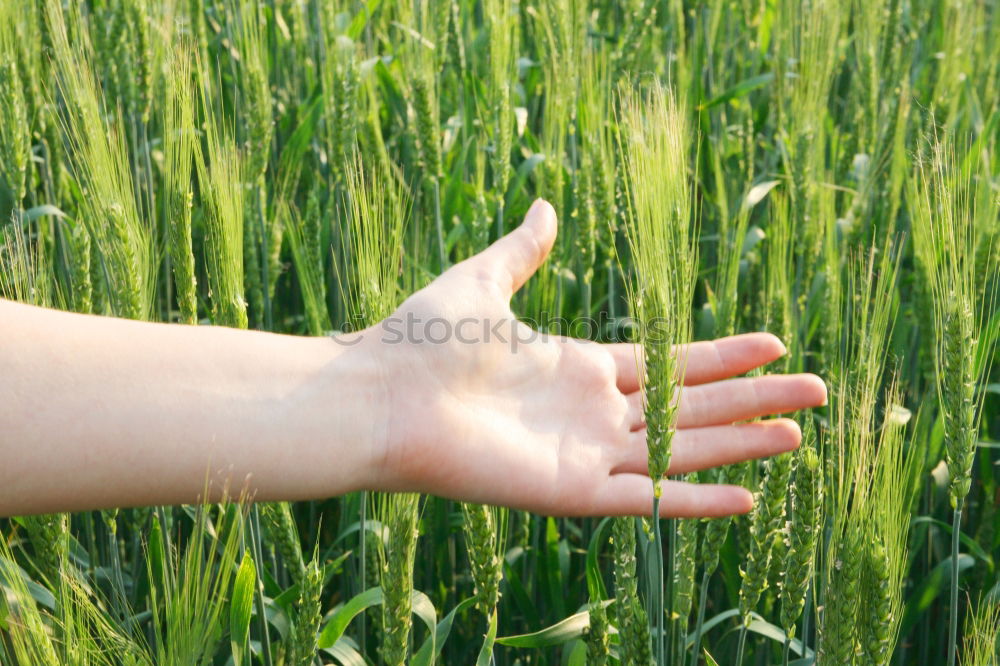 Similar – Image, Stock Photo Hand full of wild berries