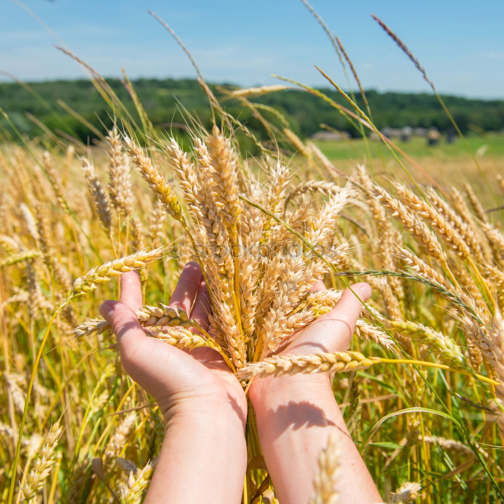 Similar – Image, Stock Photo Crop person walking in summer field