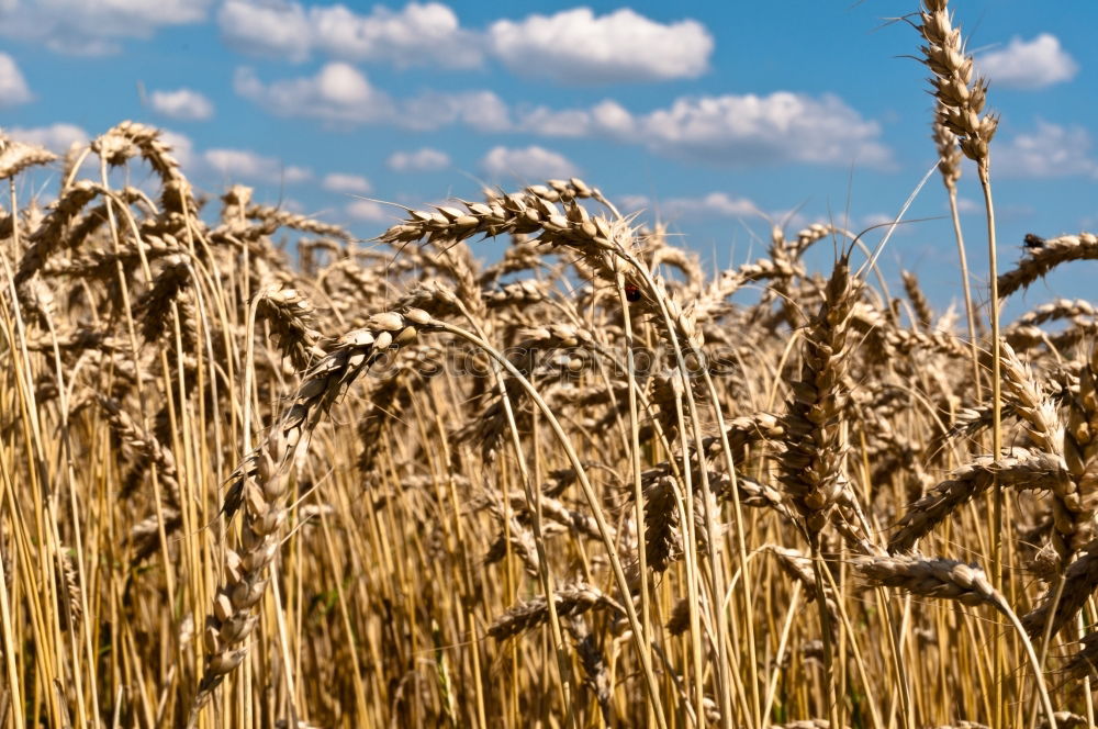 Similar – Foto Bild euer_Aehren_1 Weizen Feld