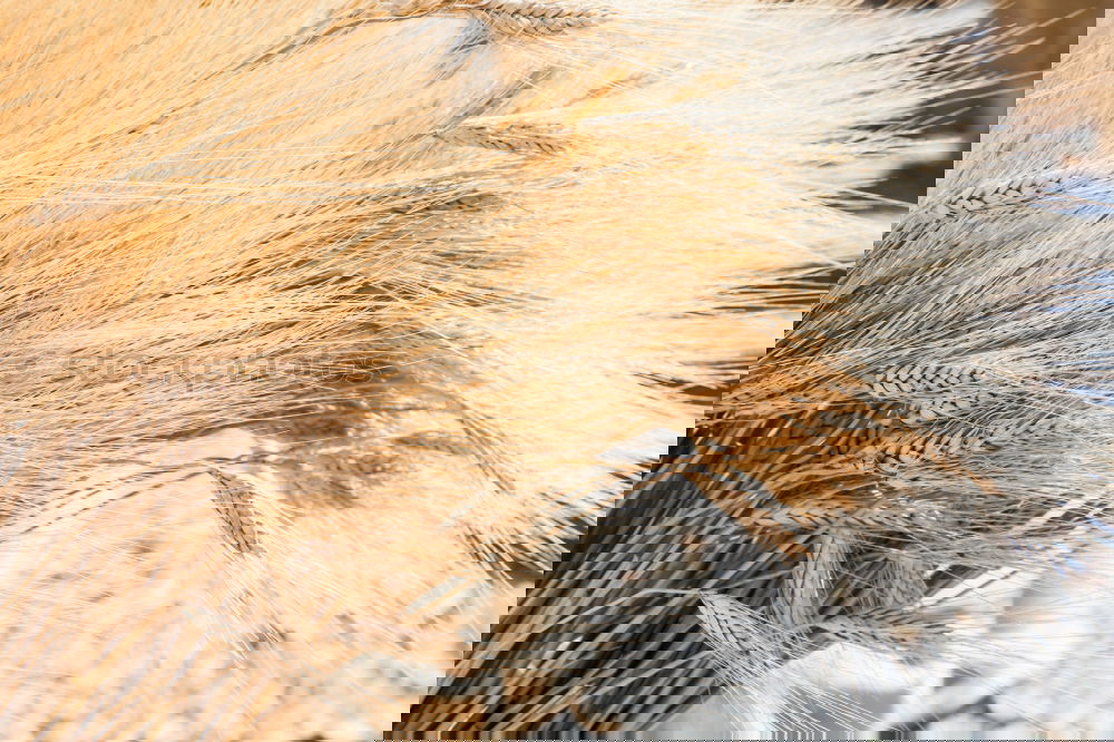 Similar – Image, Stock Photo cat hair Cat Close-up