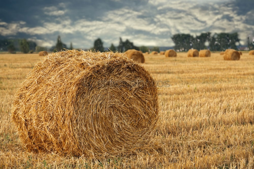 Similar – Goldener Herbst Landschaft