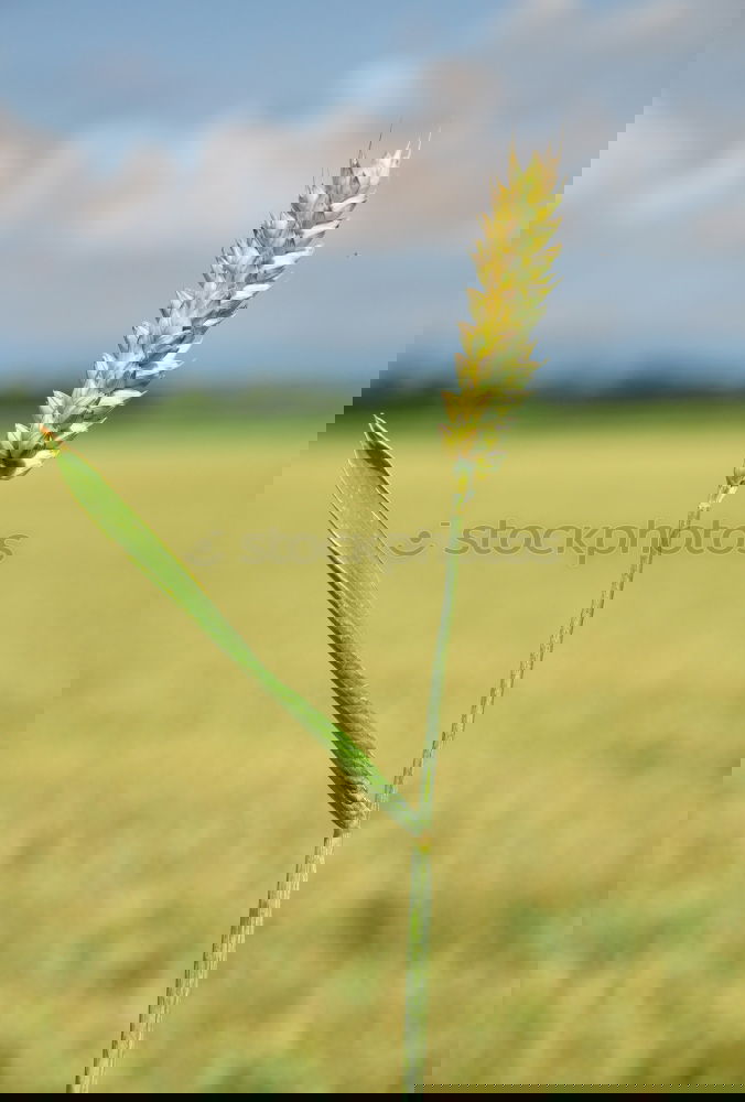 Similar – Image, Stock Photo The ear of whom the ear is due