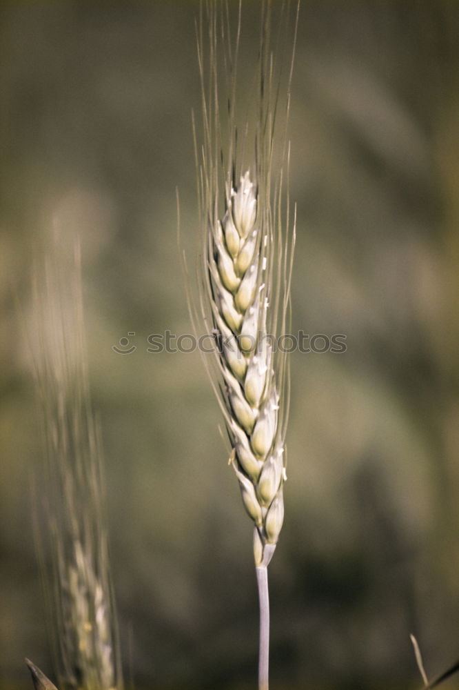 Similar – Image, Stock Photo grass Grass Green Stalk