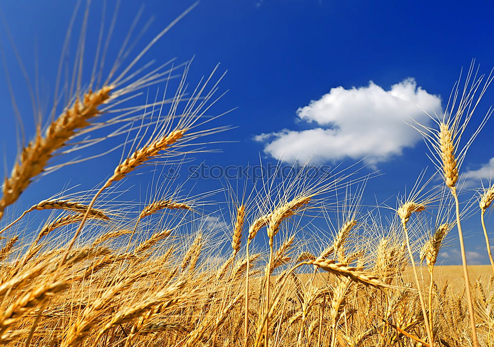 Similar – Himmel auf Erden Stroh