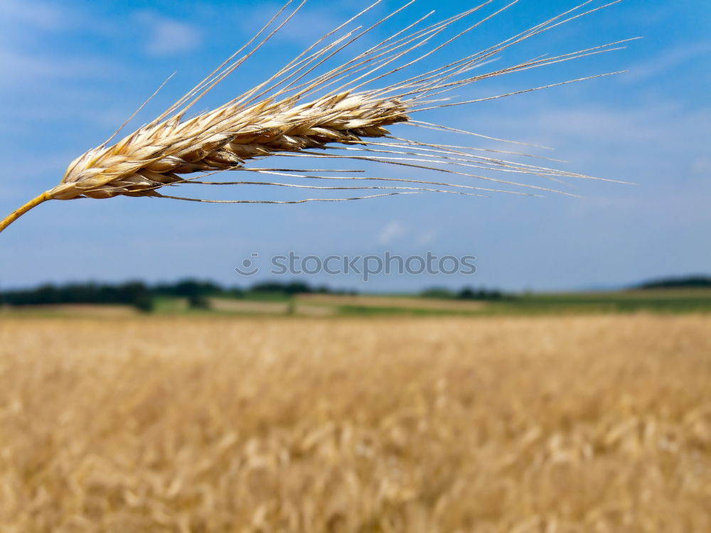 Similar – Crop person walking in summer field