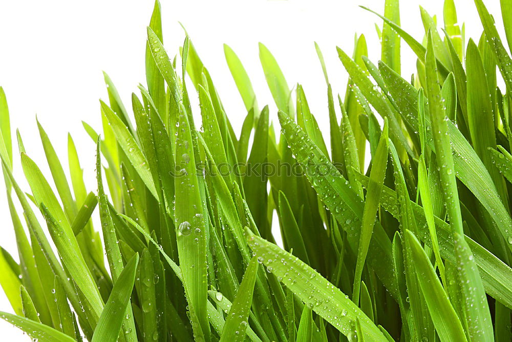 Similar – Image, Stock Photo Rosemary and red chilli