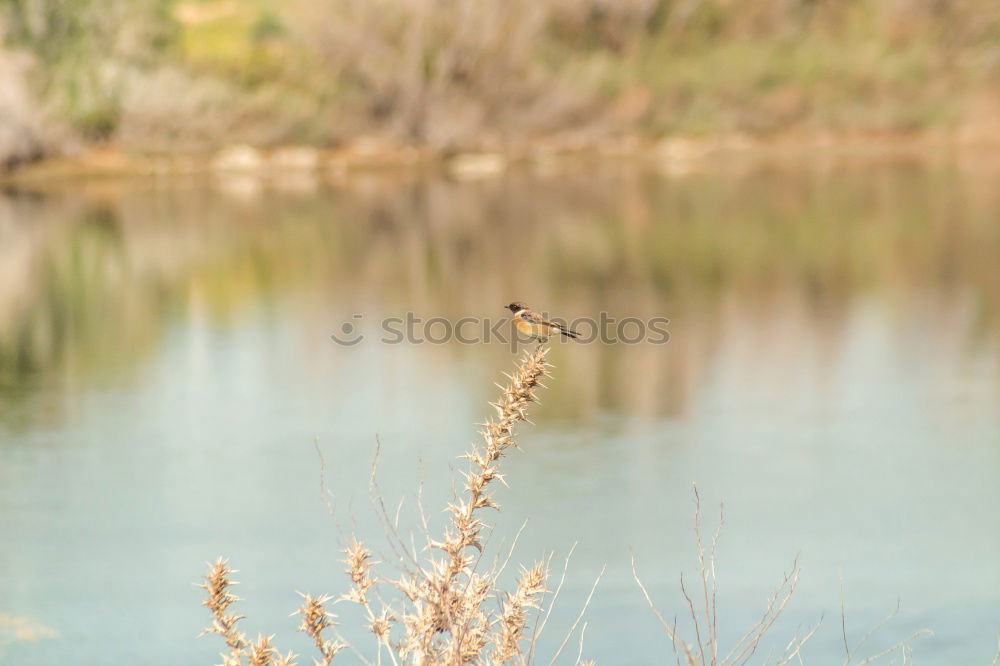 Similar – Amselwinter Vogel Drossel