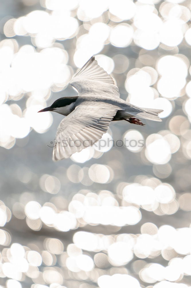 Similar – Image, Stock Photo Seagull 1 Sailing Aviation