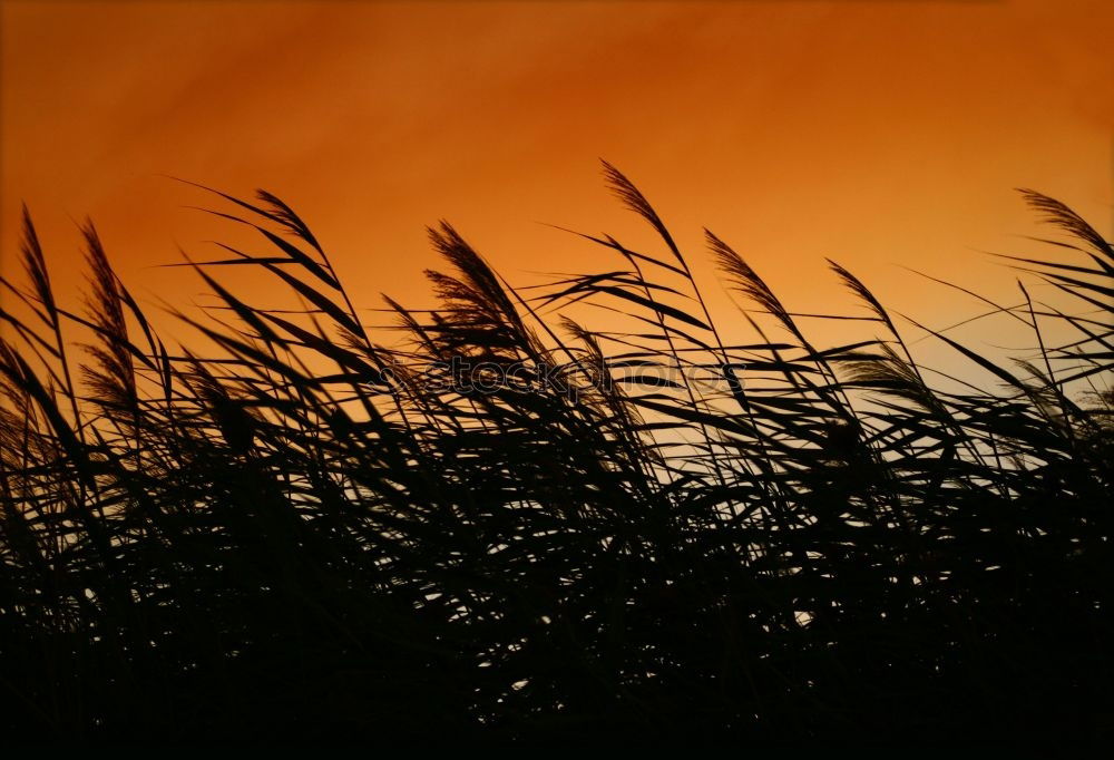 Similar – Foto Bild Gras im Gegenlicht