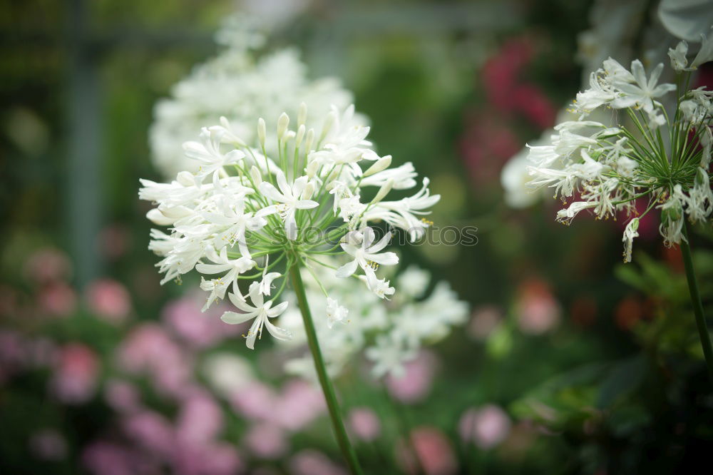 Similar – agapanthus or the colour purple