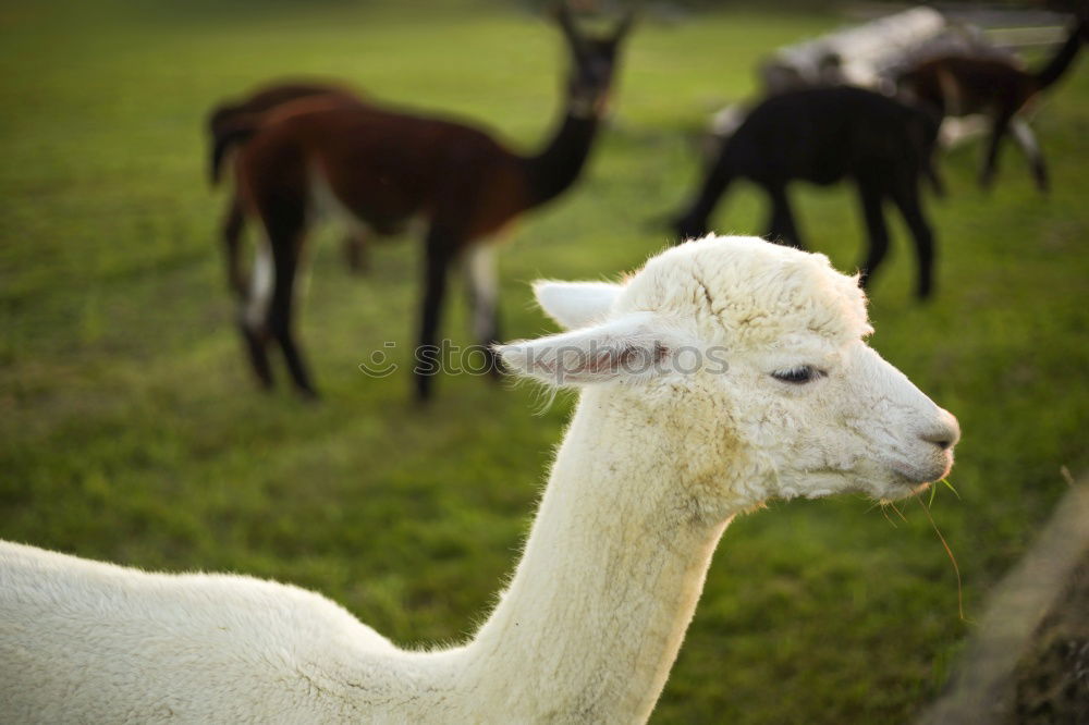 Similar – Image, Stock Photo aerie Animal 1 Herd