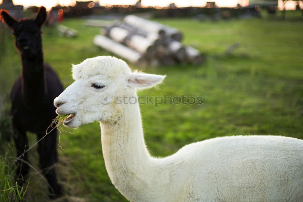 Image, Stock Photo aerie Animal 1 Herd