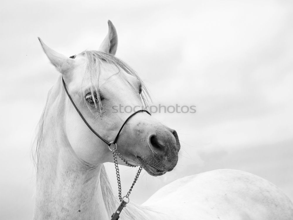 Similar – Portrait of thoroughbred Arabian horse head