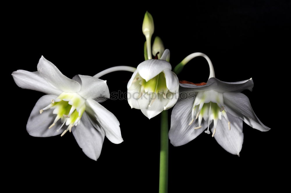 three flowering snowdrops against a dark background