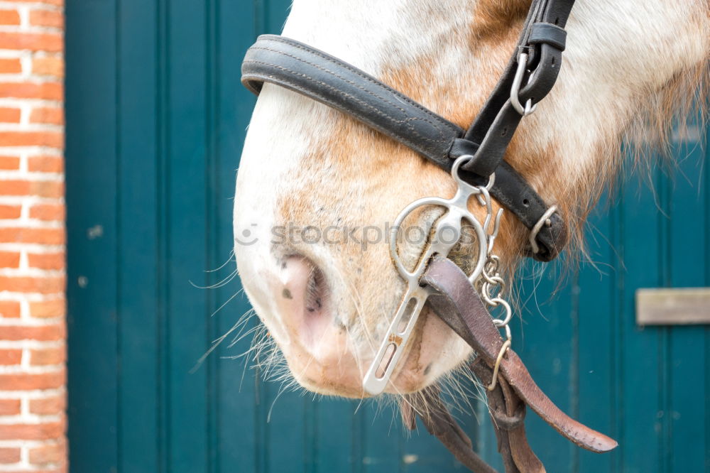 Similar – Image, Stock Photo Half Door Animal