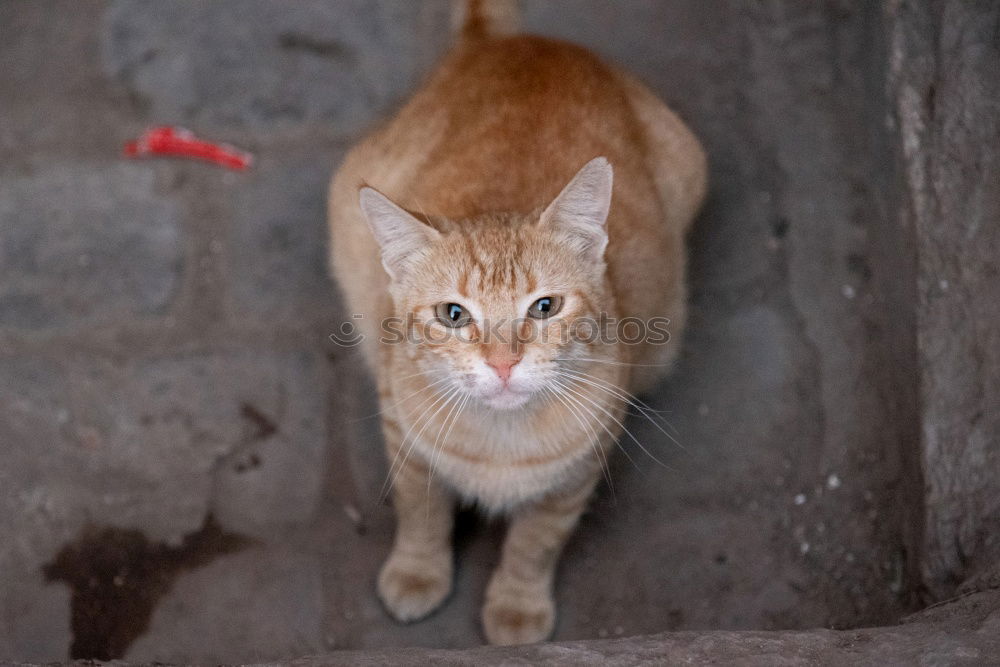 Similar – Little cat behind metal bars. Stray cat