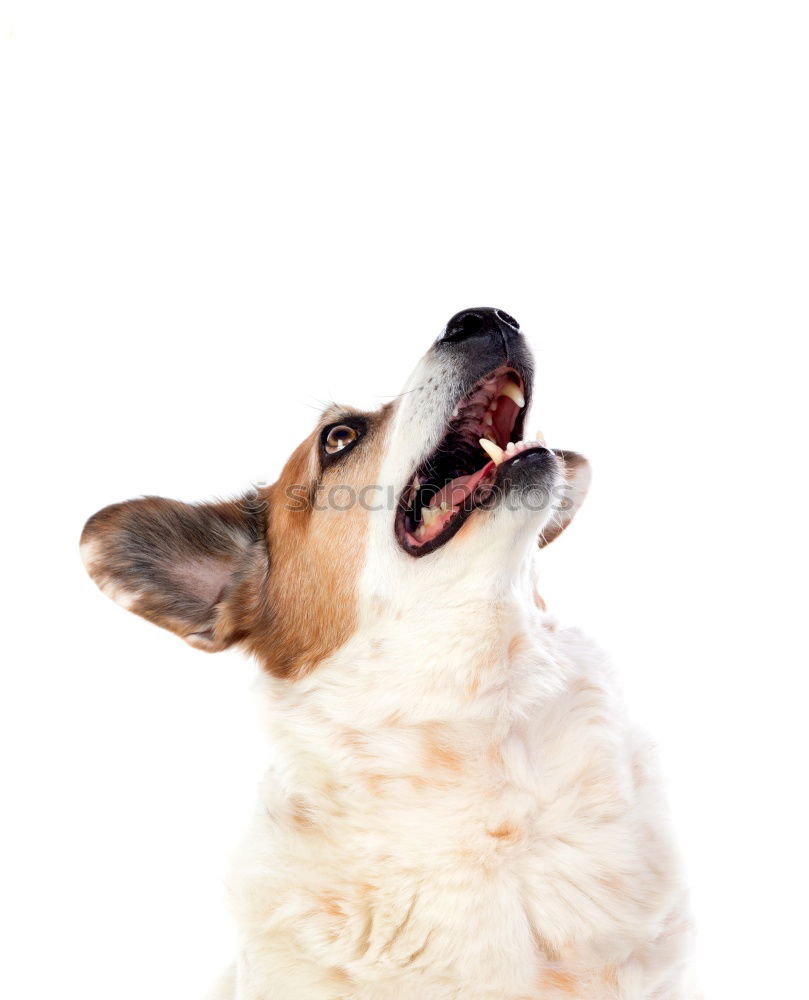 Jack Russel Terrier Dog Barking with teeth showing