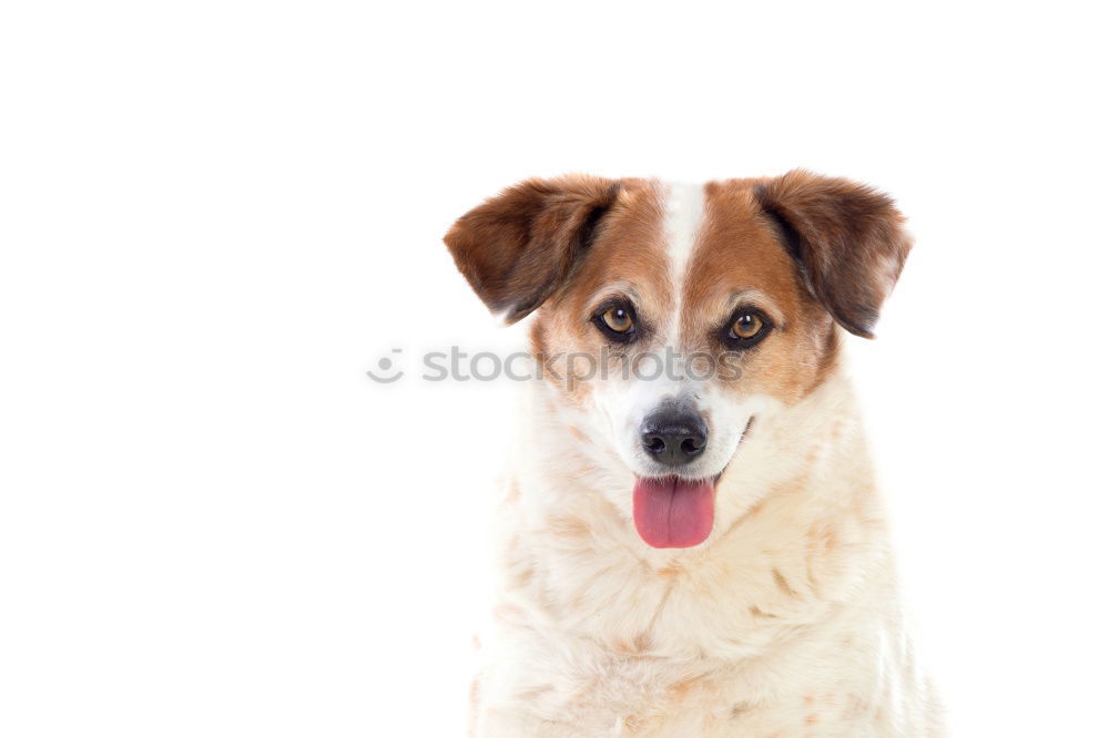 Similar – Image, Stock Photo portrait of a cute dog on bed