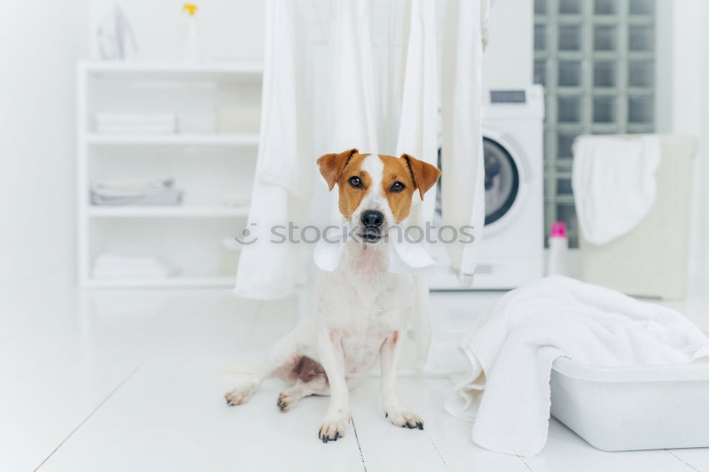 Similar – Image, Stock Photo cute small dog lying white sheet with hello world message