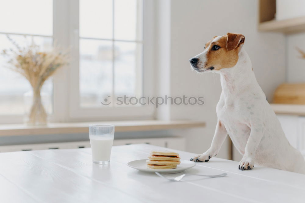 Similar – cute small jack russell dog at home waiting to eat his food in a bowl. Pets indoors