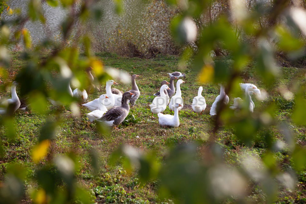 Gans oder gar nicht Umwelt